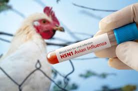 Ancaman Flu Burung di Era Modern: Pentingnya Strategi Pencegahan dan Kesiapan Kesehatan Masyarakat